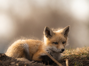 Fox Kit