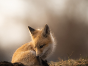 Fox Kit