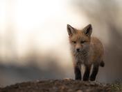 Fox Kit