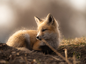 Fox Kit