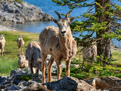 Bighorn Ewe at Lake Minnewanka