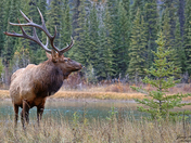 Big Elk along the Bow River