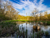 Forest meets Floodplain