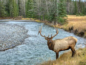 Elk along the Bow...