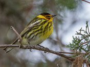 Cape-may warbler