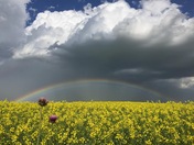 Rainbow Joy