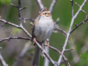 Clay-colored sparrow 