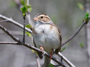 Clay-colored sparrow 