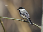 Black-capped chickadee
