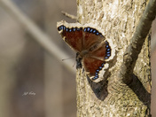 Mourning cloak butterfly