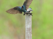 Tree swallow 