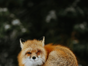 Another Shot, Really?