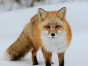 New Male Coming Through