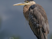 Great blue heron