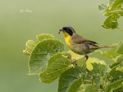 Common yellowthroat