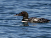 Common loon