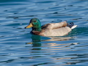 Mallard drake