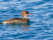 Female red-breasted merganser