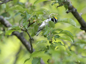 Golden-winged Warbler