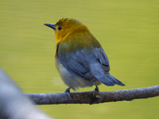 Prothonatory warbler 