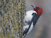 Red-headed woodpecker 