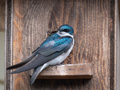 The Tree Swallows are back!