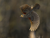 Female Red-winged blackbird