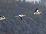 Migrating Pelicans