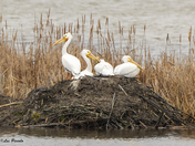 White Pelicans