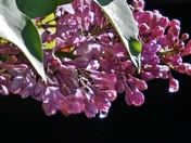 Lilacs after the rain