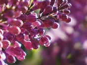 Lilacs after the rain