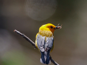 Prothonatory warbler 
