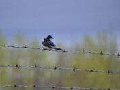 Full Metal Tree Swallow 