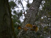 Northern Flickers in Hot Pursuit!