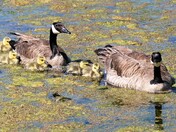 Canada Geese & Babies