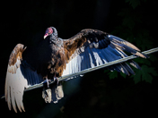 Turkey vulture at Prospect Lake