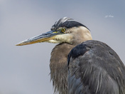 Great blue heron