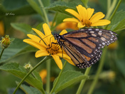 Monarch butterfly