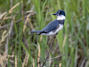 Belted kingfisher