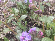 Tiny Flowers in my Yard 
