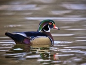 Wood Duck