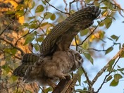 Great Horned Owlets 