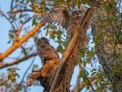 Great Horned Owlets 