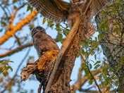 Great Horned Owlets 