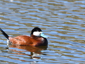 Ruddy Duck