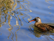Virginia Rail