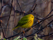 Yellow Warbler in Morning