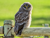 Juvenile Great Grey Owl