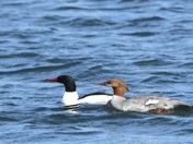 Common Merganser