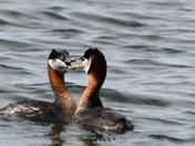 Rednecked Greebe mating display